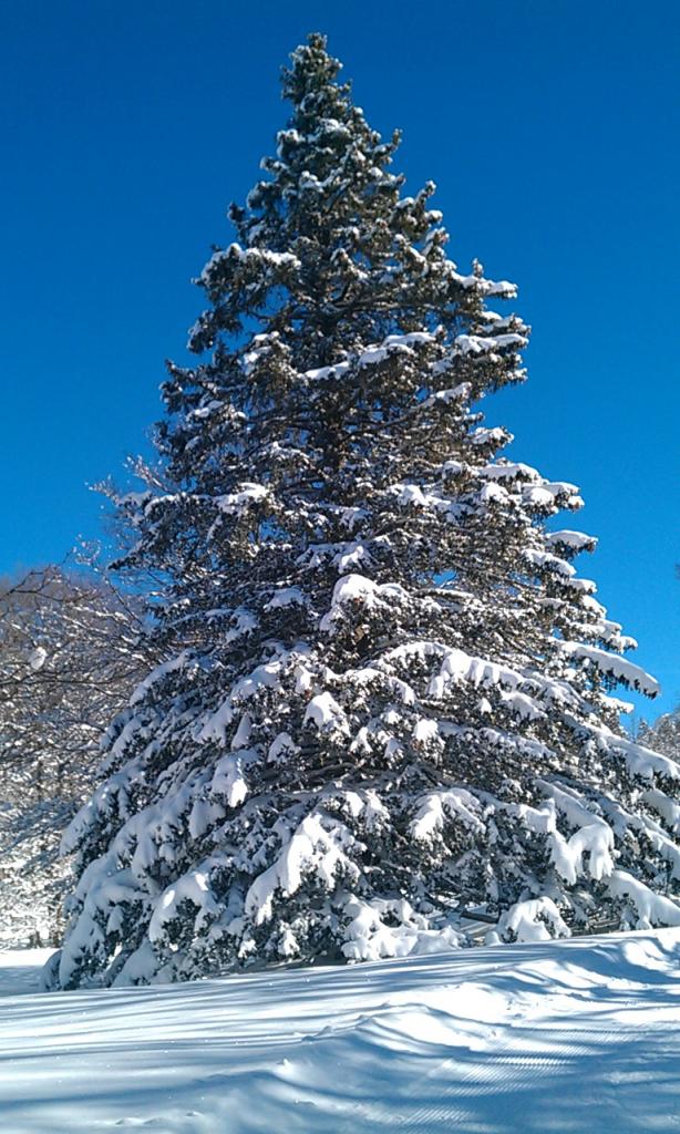 Piste